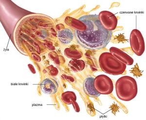 Badanie, analiza żywej kropli krwi Rzeszów , podkarpackie