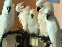  Buy Young And Friendly Cockatoo, Macaw, Hyacinth and Others, Virginia