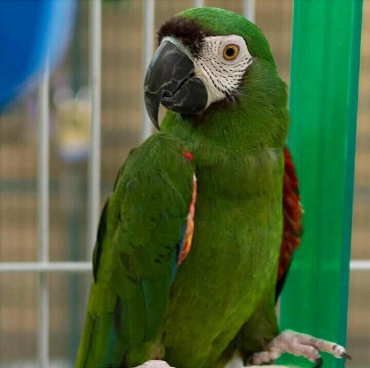 Buy Young And Friendly Cockatoo, Macaw, Hyacinth and Others, Virginia