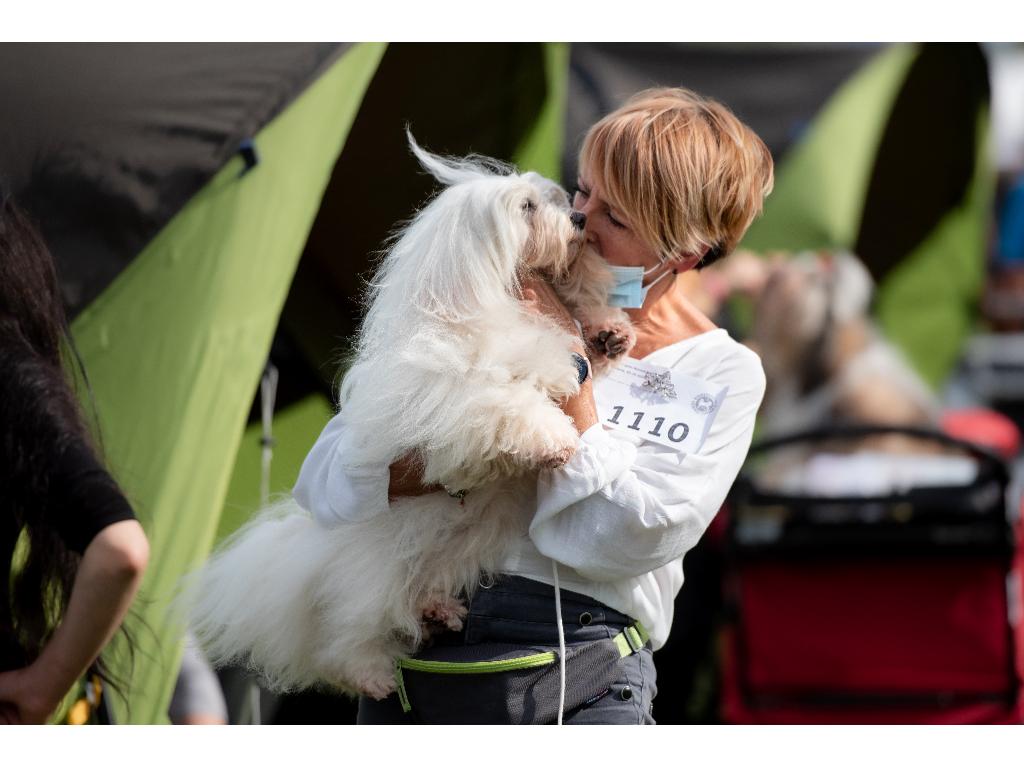 Albusa Astrum FCI domowa hodowla psów rasowych Coton de Tulear, Kraków, małopolskie