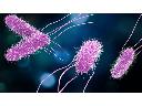 Dezynfekcja  -  szybkie i skuteczne zabiegi likwidacji wirusów  -  bakteri