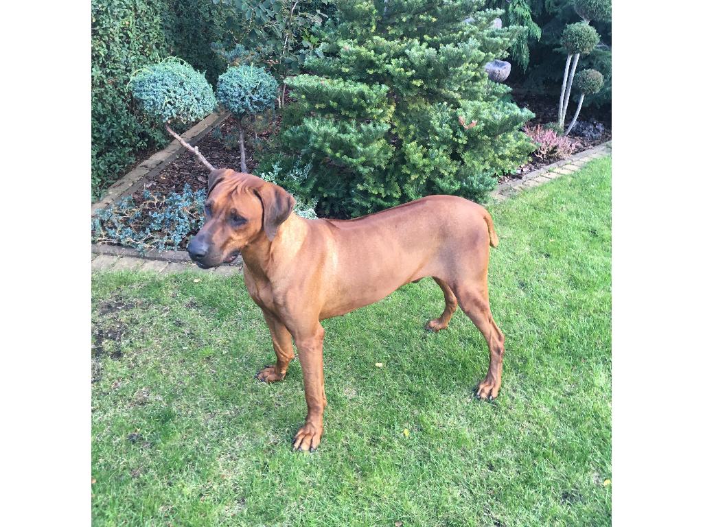 Reprodoktor RHODESIAN RIDGEBACK  z rodowodem FCI zaprasza na krycie , Piotrków-Kujawski, kujawsko-pomorskie