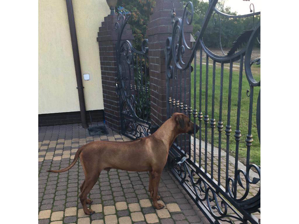 Reprodoktor RHODESIAN RIDGEBACK  z rodowodem FCI zaprasza na krycie , Piotrków-Kujawski, kujawsko-pomorskie