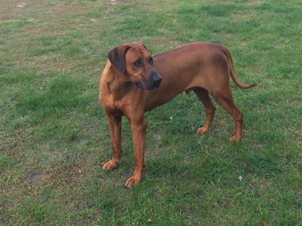 Reprodoktor RHODESIAN RIDGEBACK  z rodowodem FCI zaprasza na krycie , Piotrków-Kujawski, kujawsko-pomorskie