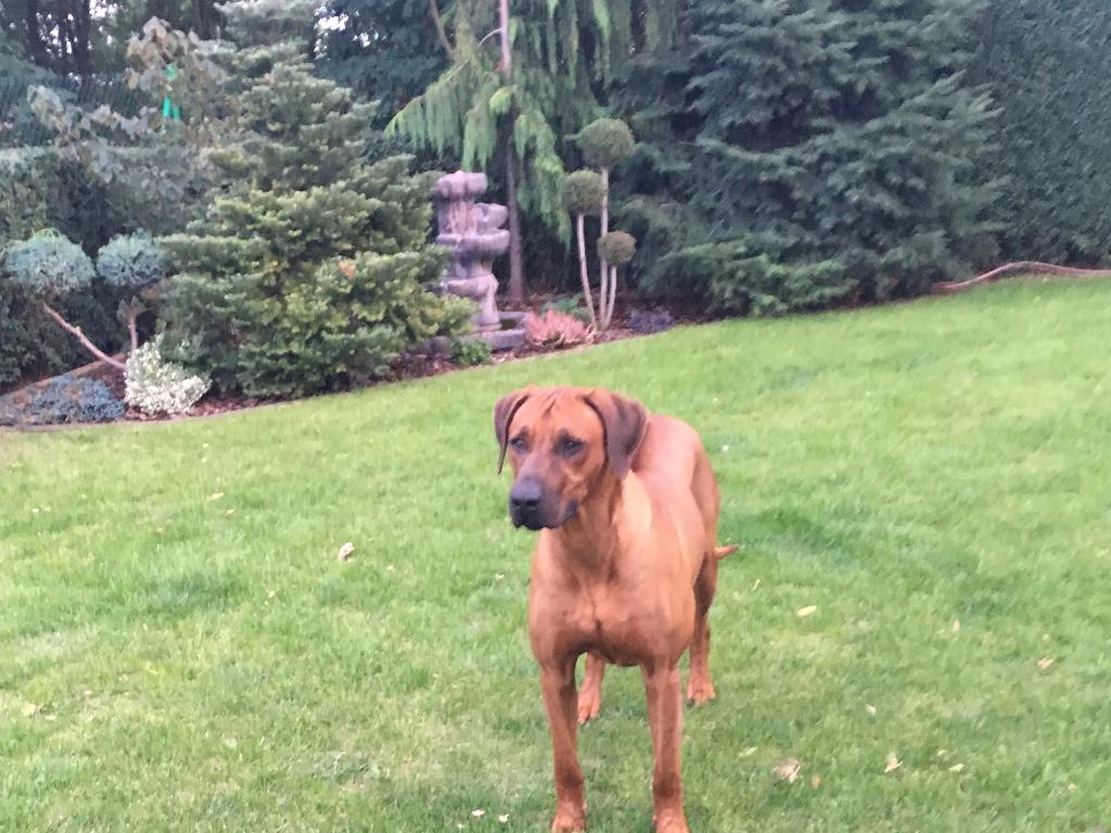 Reprodoktor RHODESIAN RIDGEBACK  z rodowodem FCI zaprasza na krycie , Piotrków-Kujawski, kujawsko-pomorskie