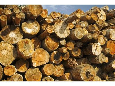 transport drewna - kliknij, aby powiększyć