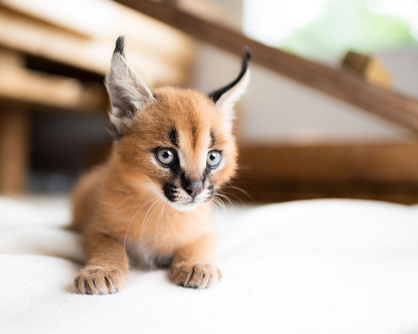 Exotic Bengal, Ocelot, Caracal Kittens Available