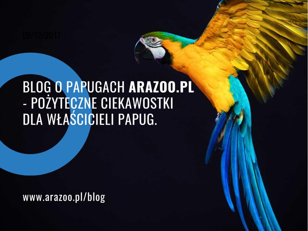 Blog o tematyce papug domowych - pożyteczne informacje dla właścicieli
