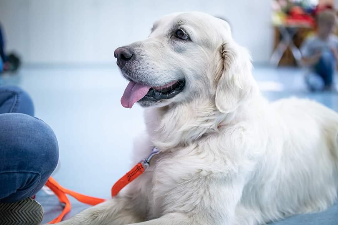 Dogoterapia kynoterapia terapia w towarzystwie psa spotkania z psem, Radom, Kozienice, Pionki, Przysucha, Szydłowiec, mazowieckie