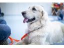 Dogoterapia kynoterapia terapia w towarzystwie psa spotkania z psem