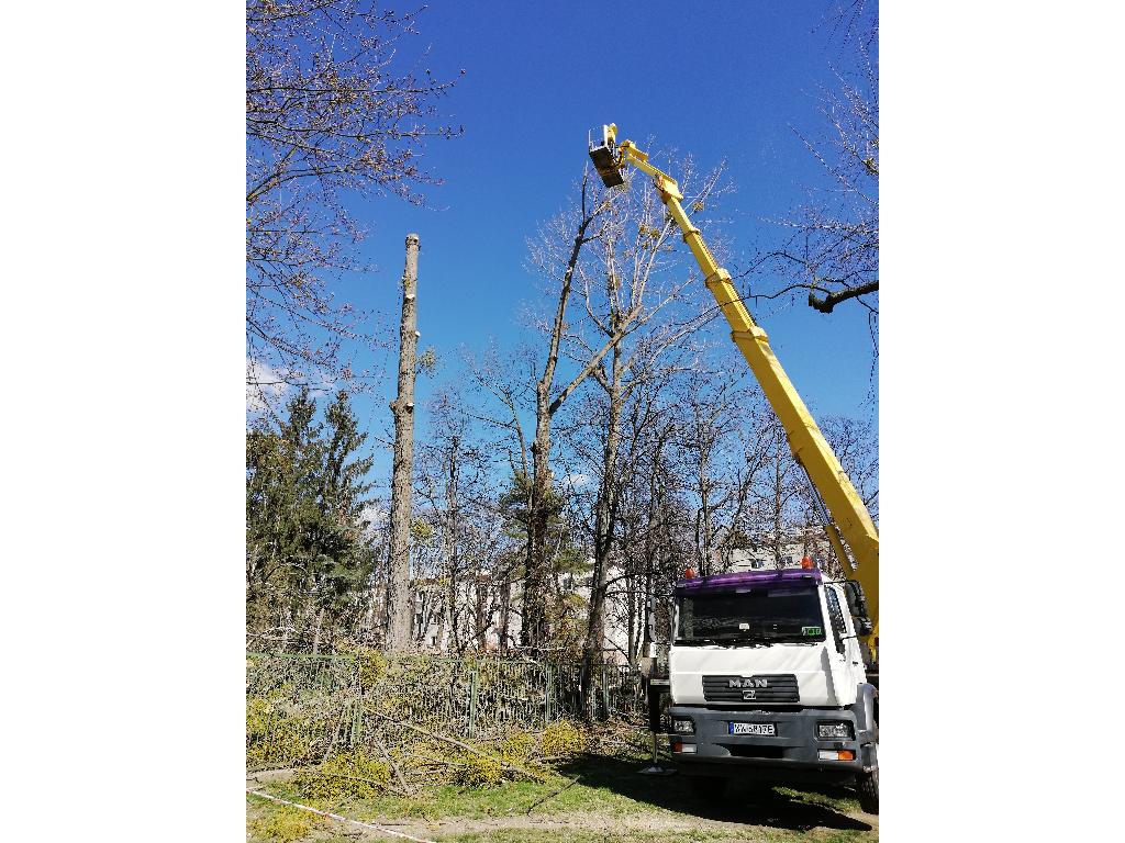 Wycinka drzew / Pielęgnacja drzew / Czyszczenie działek / Karczowanie, Warszawa i okolice, mazowieckie