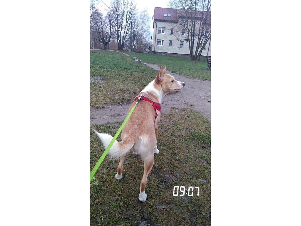 Wyprowadzanie psów/ Opieka nad psem Olsztyn, warmińsko-mazurskie