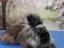# króliczek u fryzjera 