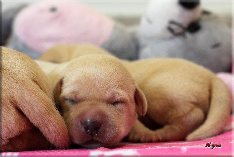 Labrador Retriever szczenięta rodowodowe , Chynów  -, mazowieckie