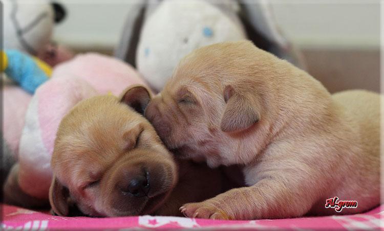 Labrador Retriever szczenięta rodowodowe , Chynów  -, mazowieckie