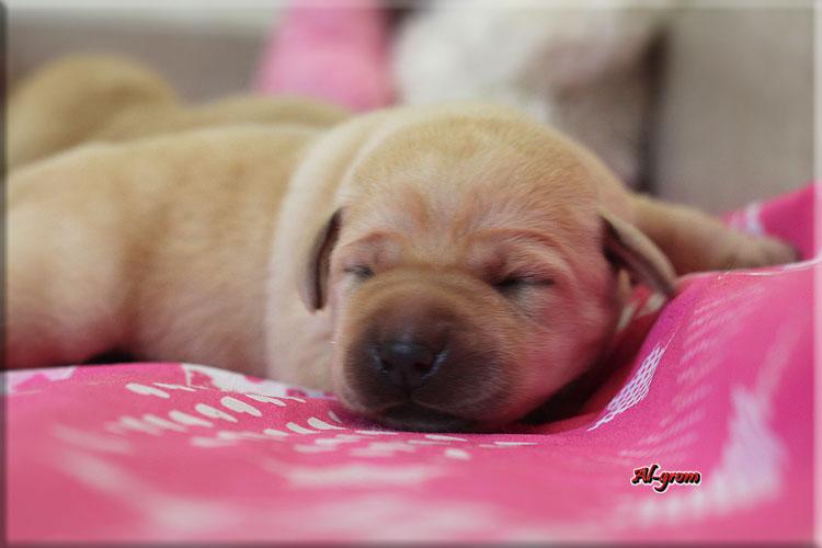 Labrador Retriever szczenięta rodowodowe , Chynów  -, mazowieckie