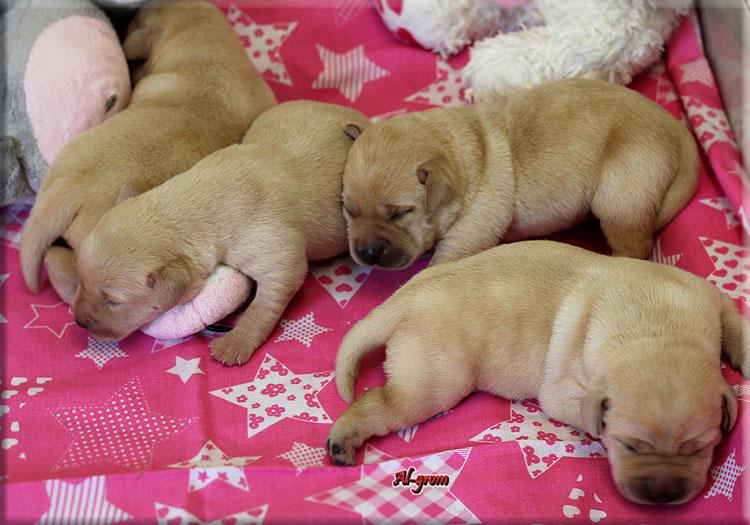 Labrador Retriever szczenięta rodowodowe , Chynów  -, mazowieckie