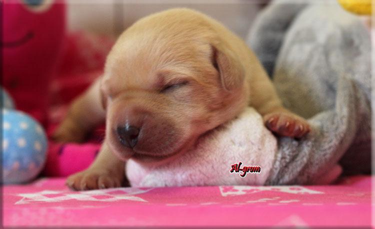 Labrador Retriever szczenięta rodowodowe , Chynów  -, mazowieckie