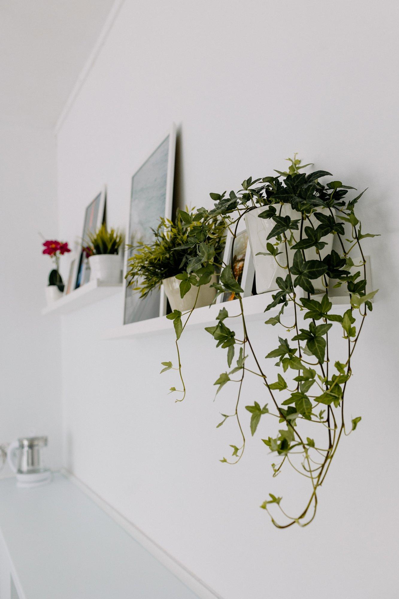 Studio - apartament do sesji zdjęciowych, Sosnowiec, śląskie