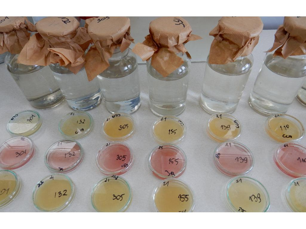 Badania bakteriologiczne wody