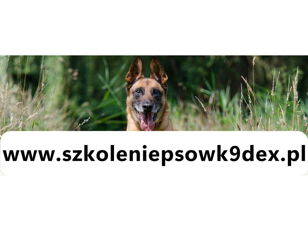 Szkolenie Psów Gniezno K9 Dex Szkolenia Psa w Gnieźnie Trener Treser, wielkopolskie