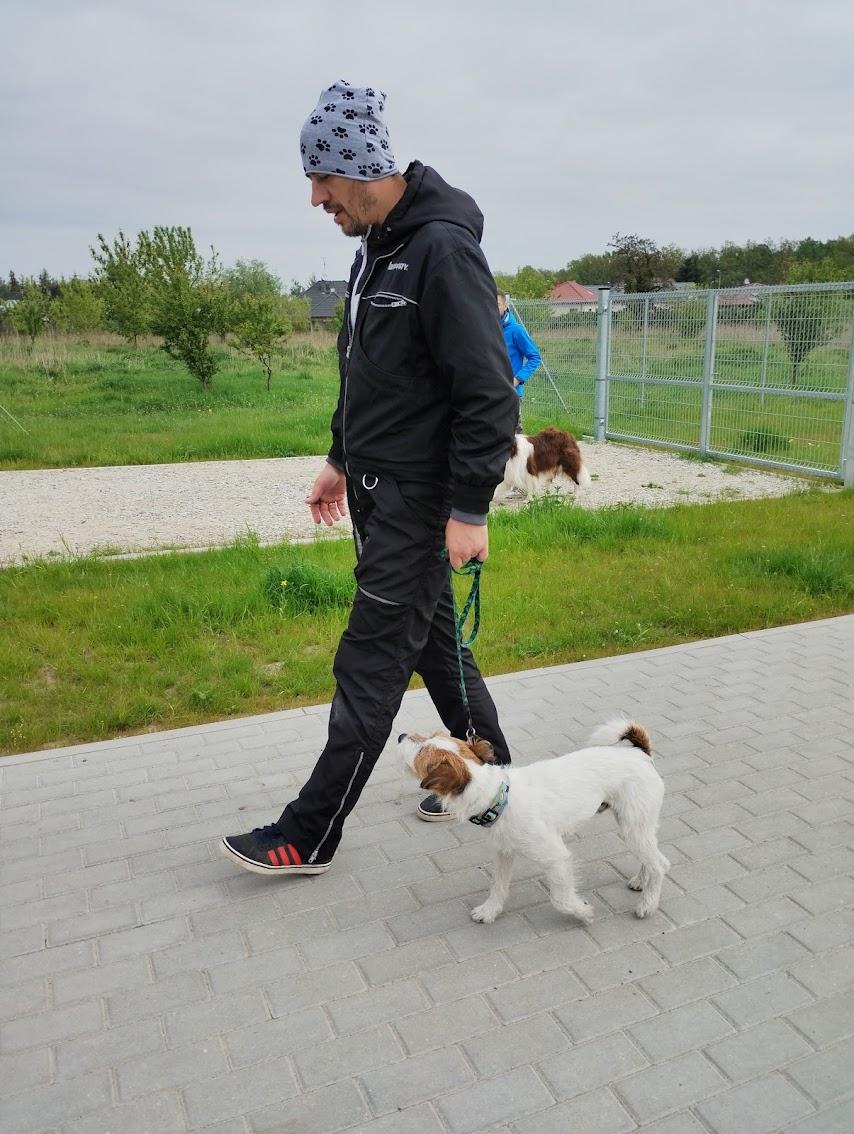 Szkolenie Psów Gniezno K9 Dex Szkolenia Psa w Gnieźnie Trener Treser, wielkopolskie