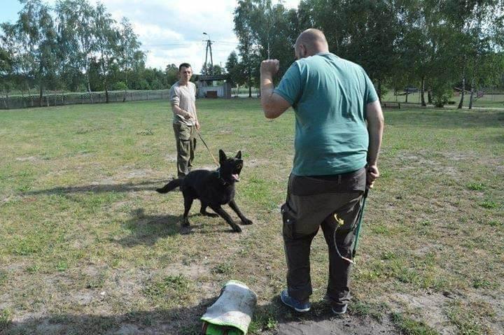 Szkolenie Psów Gniezno K9 Dex Szkolenia Psa w Gnieźnie Trener Treser, wielkopolskie