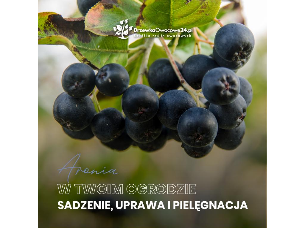 Drzewka Owocowe 24  Sprzedaż Wysyłkowa  Drzewka Kolumnowe, Karczmiska, lubelskie