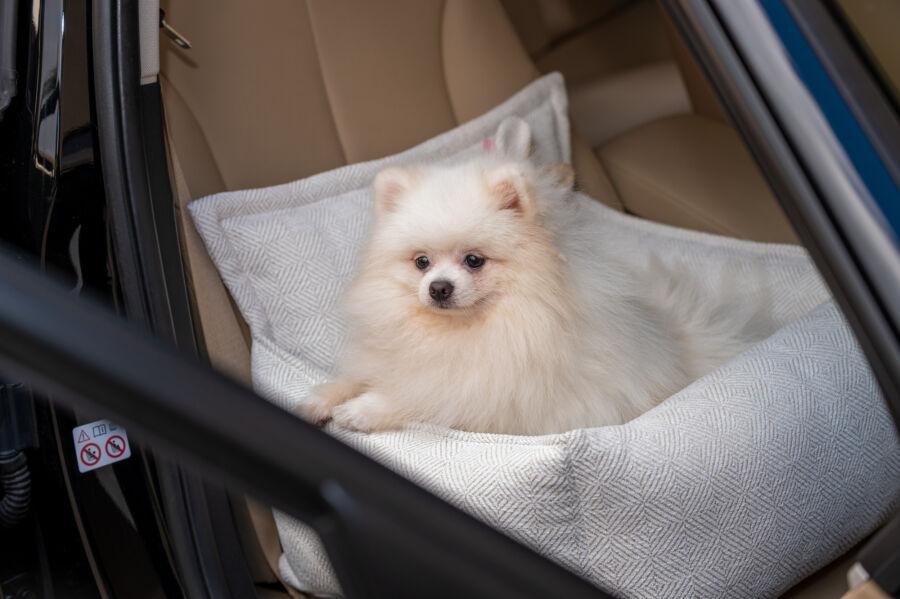 fotelik do auta dla psa