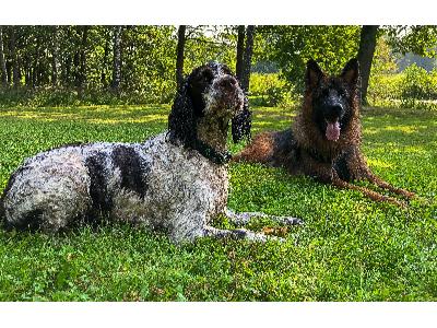 Springer Spaniel szkolenie - kliknij, aby powiększyć