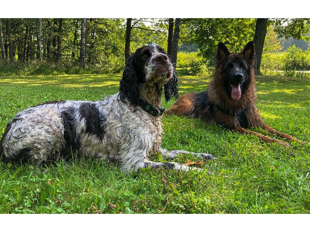 Springer Spaniel szkolenie