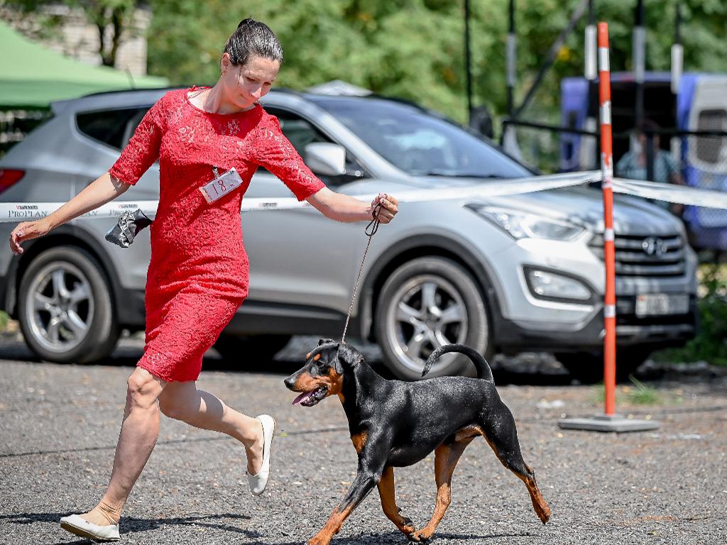 Oferuję męskiego niemieckiego pinczera do robienia na drutach