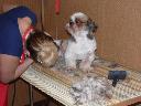 Kurs strzyżenia psów , kurs groomerski kursy groomingu 6 dni  - 3200zł