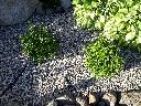 kamień ogrodowy dekoracyjny grotniki, ozorków, aleksandrów