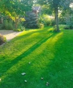 strzyżenie trawników