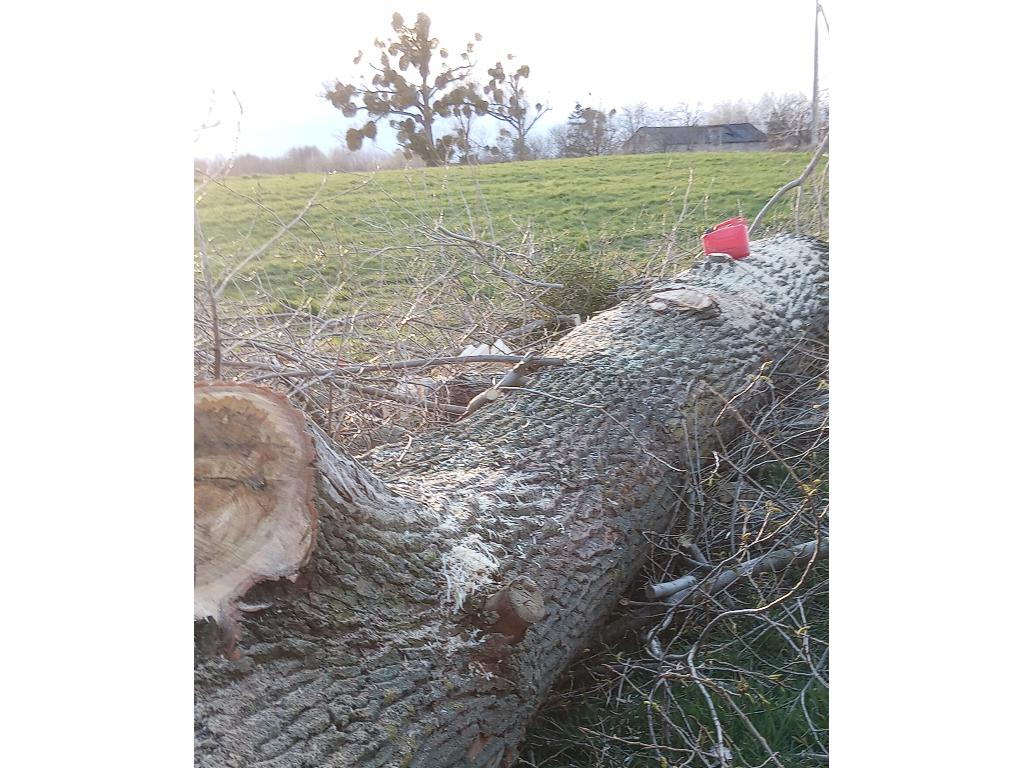 Wycinka drzew, Koszenie trawników wykaszarką, czyszczenie działek , Nowa wieś , kujawsko-pomorskie