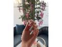 Manicure hybrydowy nude  naturalna elegancja.